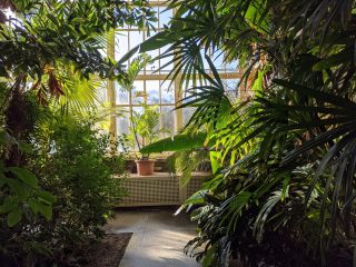 Great Palm House interior