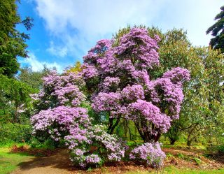 Rhododendron davidsonianum