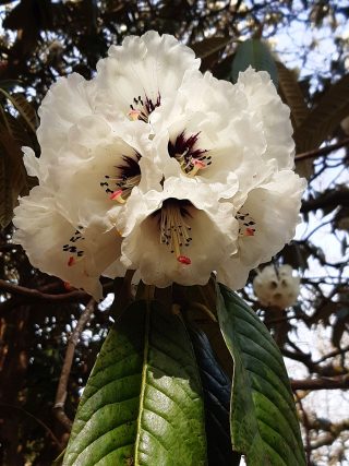 Rhododendron grande