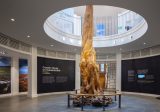The ancient tree at the centre of the Céide Fields Visitor Centre