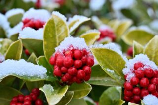 clusters of bright red berries with snow on top of them